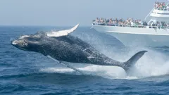 Velryba skáče z vody vedle lodi s turisty na pozorování velryb v oceánu.